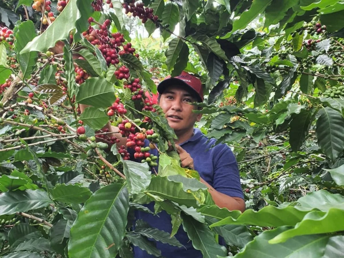 Huila, Finca Monteblanco whole bean coffee