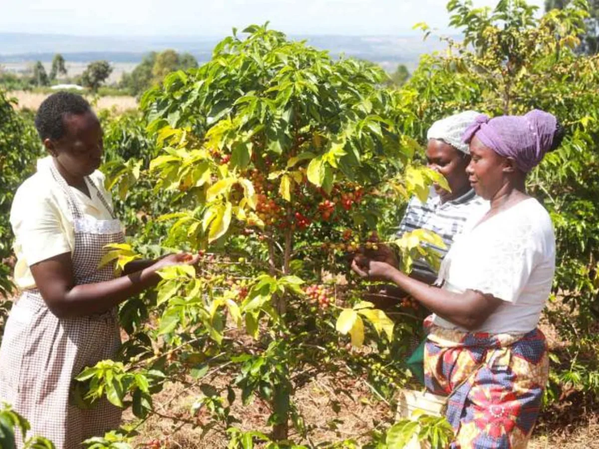 Muthonjo Estate whole bean coffee